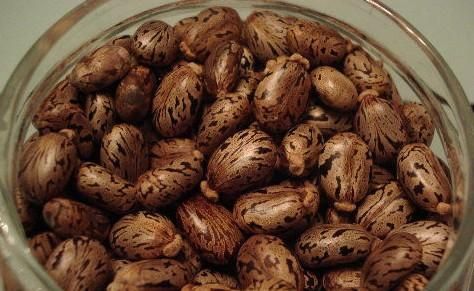 蓖麻子中含蓖麻毒蛋白及蓖麻堿，特別是前者，會(huì)引起中毒。網(wǎng)絡(luò)截圖