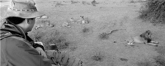 公務(wù)員辭職去非洲保護(hù)動(dòng)物 遇險(xiǎn)曾被獅子搭救 公務(wù)員辭職去非洲保護(hù)動(dòng)物 遇險(xiǎn)曾被獅子搭救