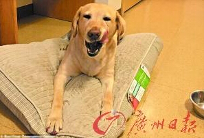 機智的導盲犬尤蘭達。