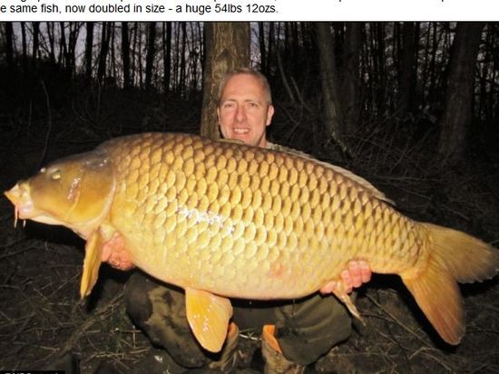 英國(guó)男子捕獲14年前放生巨鯉 鯉魚(yú)體重翻番 英國(guó)男子捕獲14年前放生巨鯉 鯉魚(yú)體重翻番