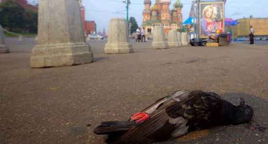 外媒稱莫斯科現(xiàn) 外媒稱莫斯科現(xiàn)