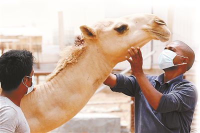5月12日，印度工人在沙特利雅得外的一家農(nóng)場(chǎng)與駱駝接觸時(shí)戴著口罩