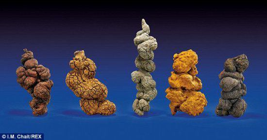 古時海龜五份糞便樣本也將拍賣。