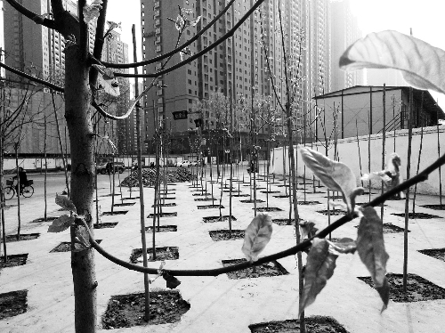 英協(xié)路沈莊北街路口空地上，城管雇人種的100多棵樹已經(jīng)長(zhǎng)出了嫩芽