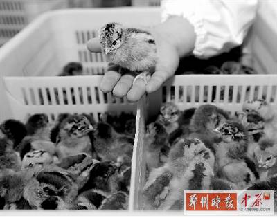 五一過(guò)后，雞苗價(jià)格逐步漲至2元