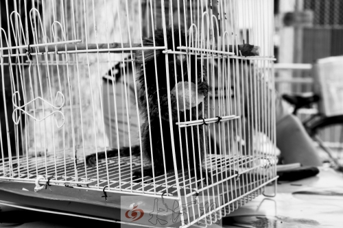 “別看俺個(gè)子小，中國很稀少！”