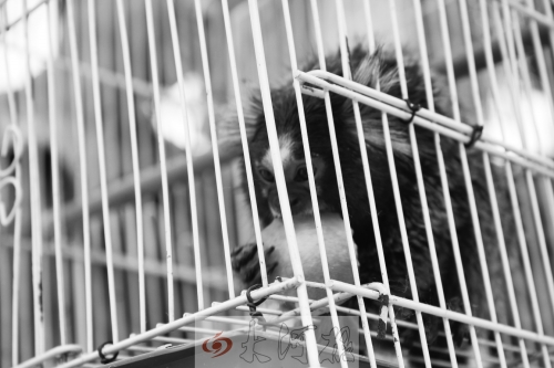 “不要盯著俺看，俺害羞……”（設(shè)計(jì)臺(tái)詞）