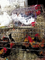 銷量大不如前，近期可能漲價