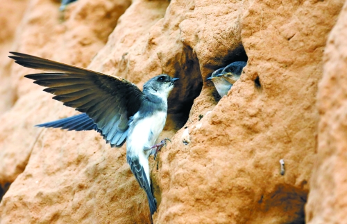 　曾經(jīng)，那些在工地上的巢穴待哺的小沙燕