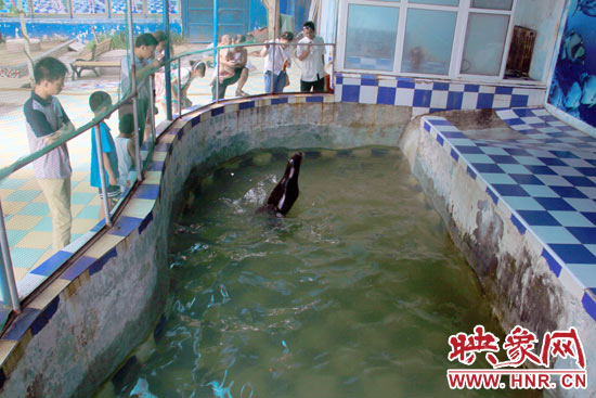 圖為游客在護(hù)欄網(wǎng)外面，觀看海獅的表演。