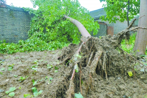 在焦作馬村區(qū)白莊老村，大樹被狂風(fēng)刮倒。