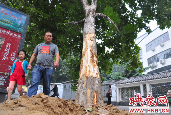 大樹根部翹起，歪向人行道邊。