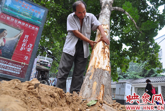 法桐受傷嚴(yán)重，樹皮上還沾著不少玻璃。