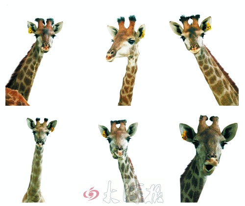 不是我們“高高在上”，只是個(gè)子太高就看看臉吧！