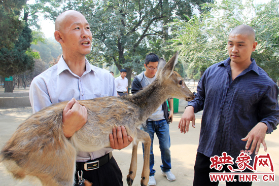 失主宋先生將“愛鹿”抱回家,并表示待小鹿傷情痊愈后,將其送到動物園,供市民觀賞。