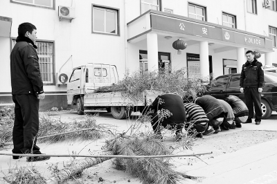 5名男子對(duì)盜竊公路綠化樹木行為供認(rèn)不諱 5名男子對(duì)盜竊公路綠化樹木行為供認(rèn)不諱