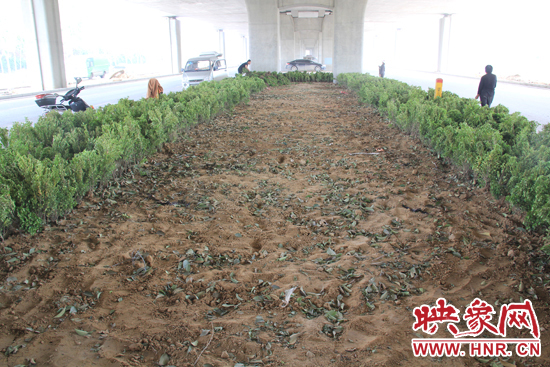 4月17日，當(dāng)記者經(jīng)過該路段時，發(fā)現(xiàn)那些“大葉女貞”并沒有繼續(xù)留在橋下生長，而是被悄悄移走了。