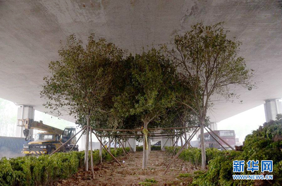 鄭州紫辰路與南三環(huán)交叉口向西，南三環(huán)快速路立交橋下，種植了40余棵大葉女貞，樹木已與立交橋底齊高。