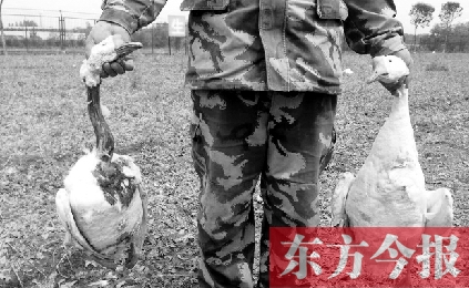濟源一山間農(nóng)場遭襲，死傷200多只大鵝