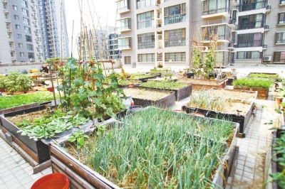  小區(qū)3層商鋪的樓頂是個大平臺，個人圍起來的“小菜園”約有50多個。