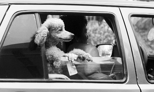 再帶著寵物出門坐出租車，可得想好了