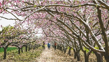 　郊外花海惹人醉。
