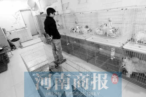 市民反映，淮河路“緣寵”寵物店曾出售疑似患病的狗