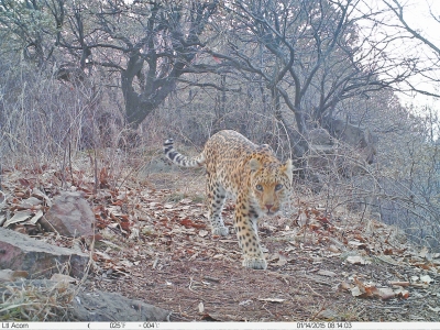 濟(jì)源蟒河林場發(fā)現(xiàn)金錢豹 被確認(rèn)至少存在3只以上 濟(jì)源蟒河林場發(fā)現(xiàn)金錢豹 被確認(rèn)至少存在3只以上