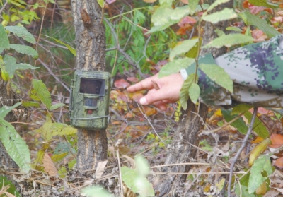 濟(jì)源蟒河林場發(fā)現(xiàn)金錢豹 被確認(rèn)至少存在3只以上 濟(jì)源蟒河林場發(fā)現(xiàn)金錢豹 被確認(rèn)至少存在3只以上