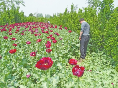 駐馬店千株罌粟藏身黃楊林 過路司機發(fā)現后舉報