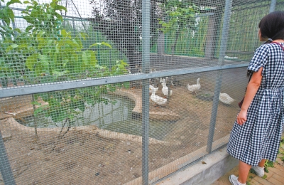 救助鳥類的大籠子里沒有鳥類，鴨子和鵝占了“鵲巢