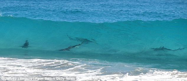 美海灘驚現(xiàn)萬(wàn)頭鯊魚(yú) 美海灘驚現(xiàn)萬(wàn)頭鯊魚(yú)