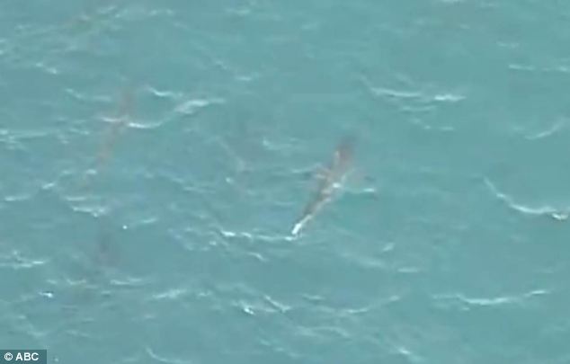 美海灘驚現(xiàn)萬(wàn)頭鯊魚(yú) 美海灘驚現(xiàn)萬(wàn)頭鯊魚(yú)