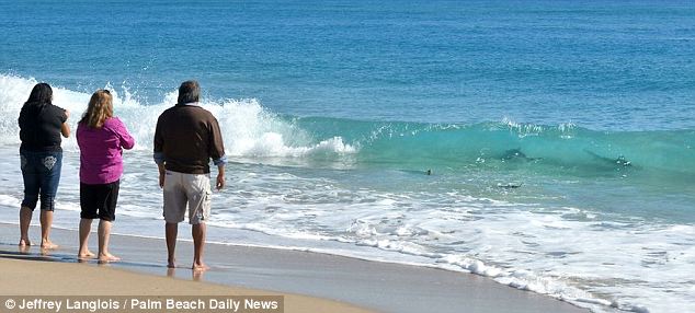 美海灘驚現(xiàn)萬(wàn)頭鯊魚(yú) 美海灘驚現(xiàn)萬(wàn)頭鯊魚(yú)