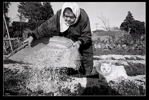 農作 祖母與貓的溫情世界