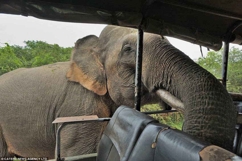 大膽“賊”象搶游客午餐成習慣 大膽“賊”象搶游客午餐成習慣