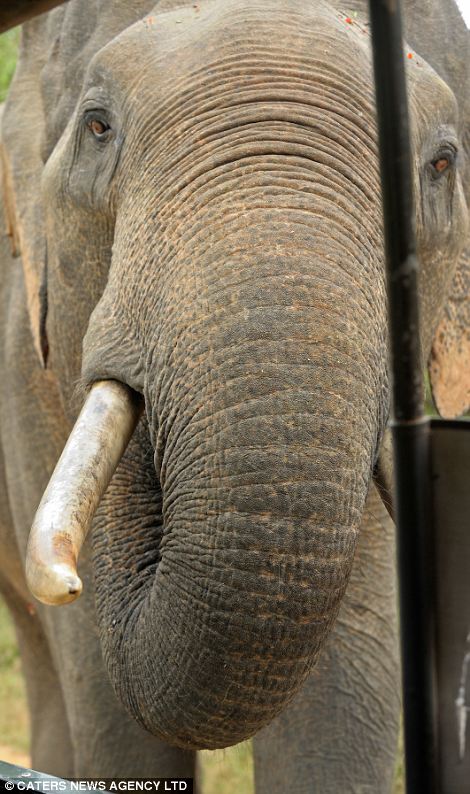 大膽“賊”象搶游客午餐成習慣 大膽“賊”象搶游客午餐成習慣