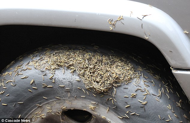 英街區(qū)遭毛蟲"入侵" 英街區(qū)遭毛蟲"入侵"