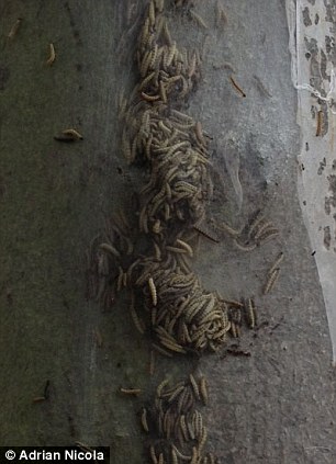 英街區(qū)遭毛蟲"入侵" 英街區(qū)遭毛蟲"入侵"