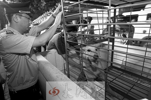 相關部門將加強管理，今年12月起烈性犬一律沒收。 （資料圖）