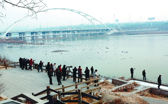 “哇!好多白天鵝。”