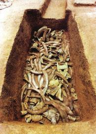 　　1月15日,青關(guān)山發(fā)掘出的大量象牙。攝影張磊　