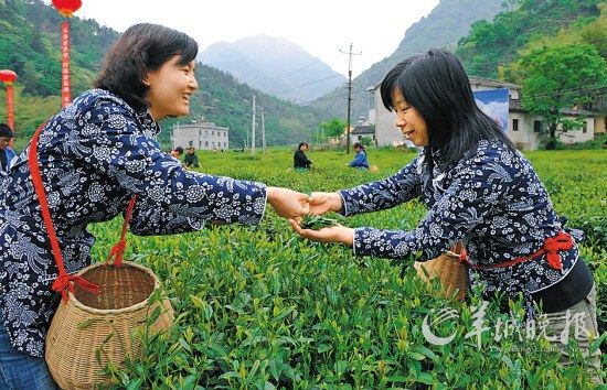 　　名茶六安瓜片原產(chǎn)地,游客身穿采茶女服裝在茶園體驗(yàn)采摘新茶的樂趣。