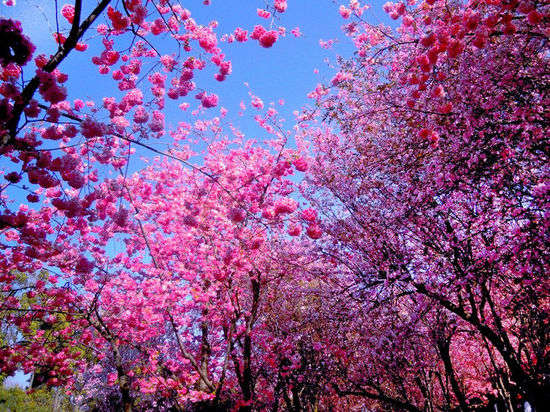昆明探櫻看動物 昆明探櫻看動物