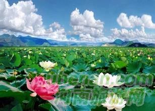 爸爸去哪兒？親密接觸荷花仙子