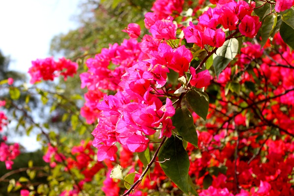 跳出黑白灰 讓12月花海繽紛你的冬天