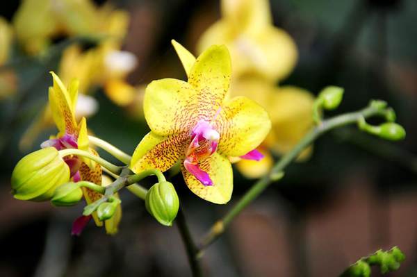 過年7天樂，老家河南春節(jié)享樂全攻略