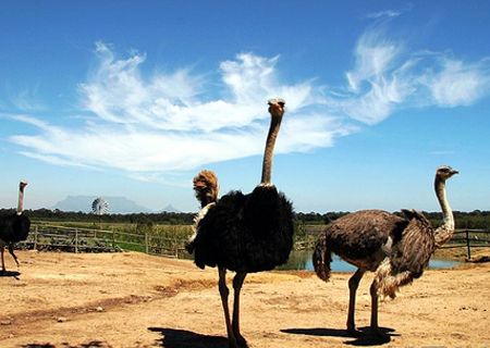 春節(jié)去哪兒？出游地圖告訴您！