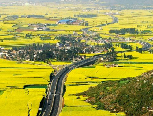 如何拍攝油菜花？達人教你7個拍攝技巧