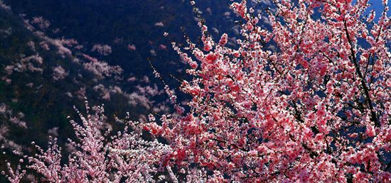 撿垃圾換玫瑰 女人節(jié) 愛在神農(nóng)山！